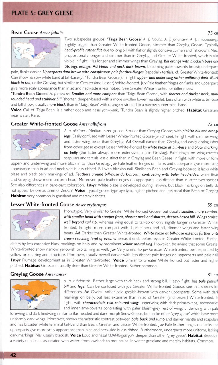 HELM FIELD GUIDES. BIRDS OF CENTRAL ASIA 2