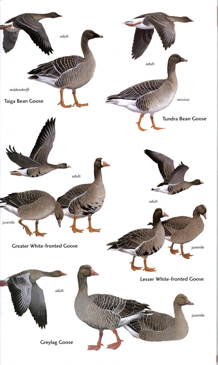 HELM FIELD GUIDES. BIRDS OF CENTRAL ASIA 3