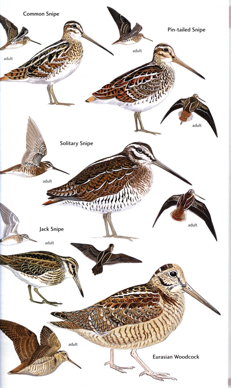 HELM FIELD GUIDES. BIRDS OF CENTRAL ASIA 4
