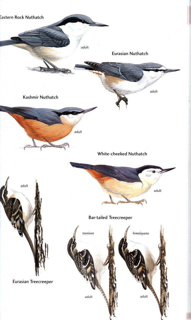 HELM FIELD GUIDES. BIRDS OF CENTRAL ASIA 5
