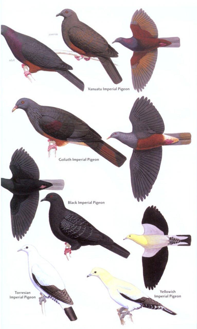 HELM FIELD GUIDES. BIRDS OF MELANESIA 2