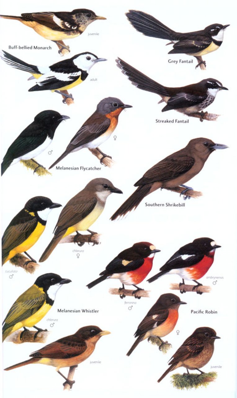 HELM FIELD GUIDES. BIRDS OF MELANESIA 3