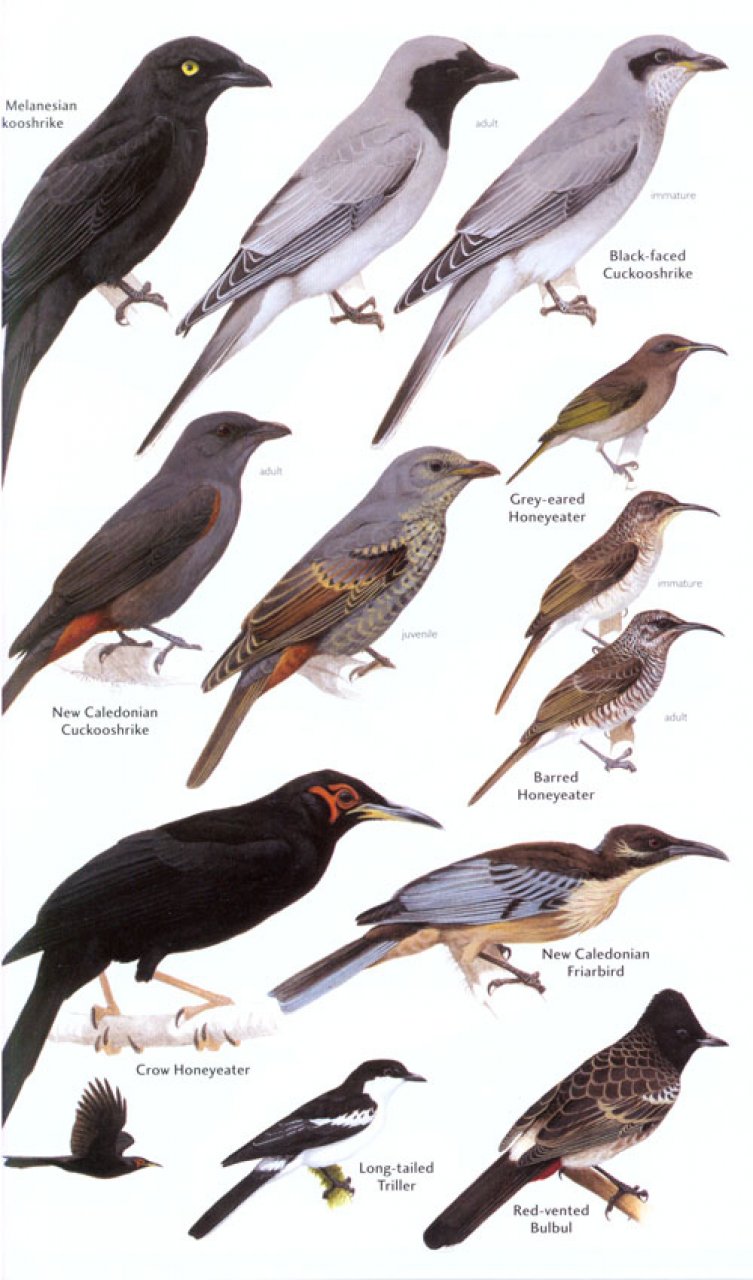 HELM FIELD GUIDES. BIRDS OF MELANESIA 4