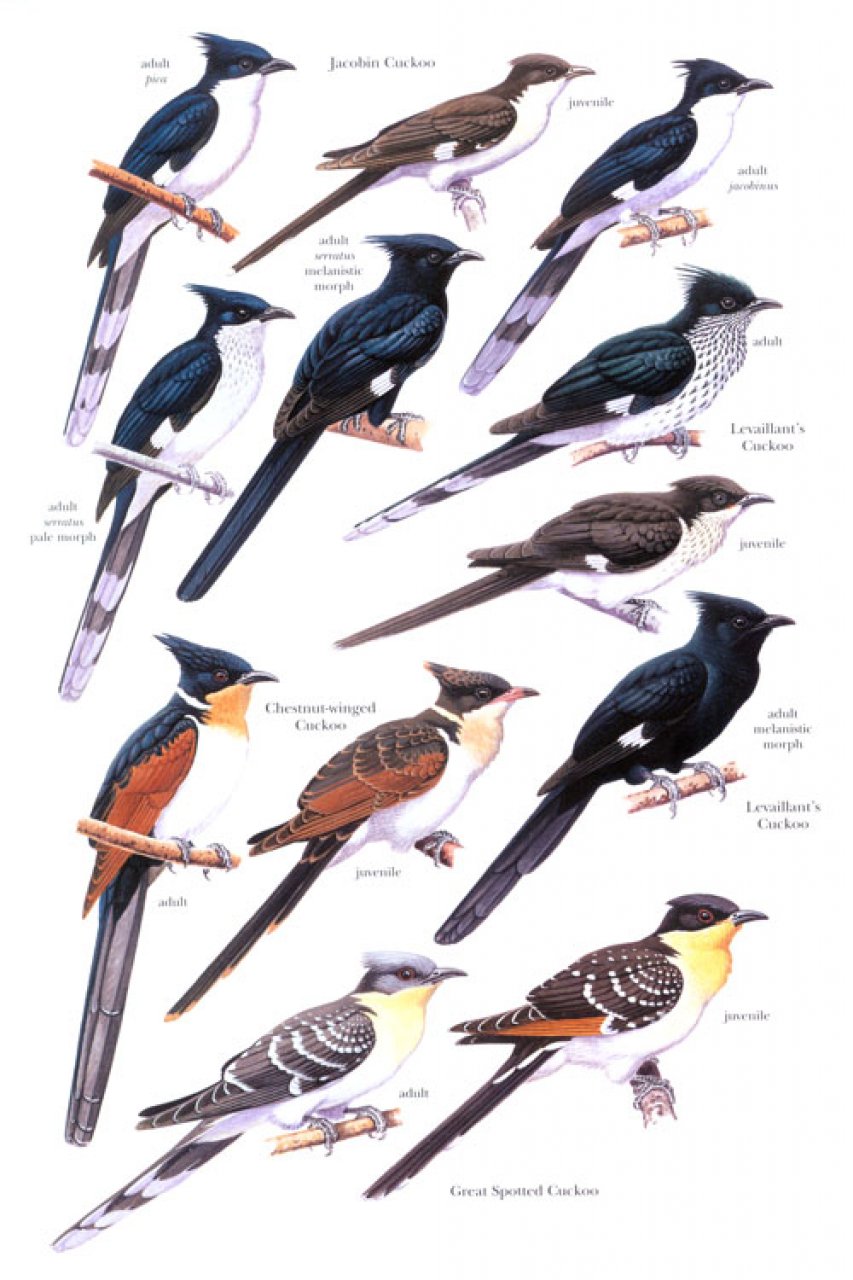 HELM IDENTIFICATION GUIDE. CUCKOOS OF THE WORLD 3