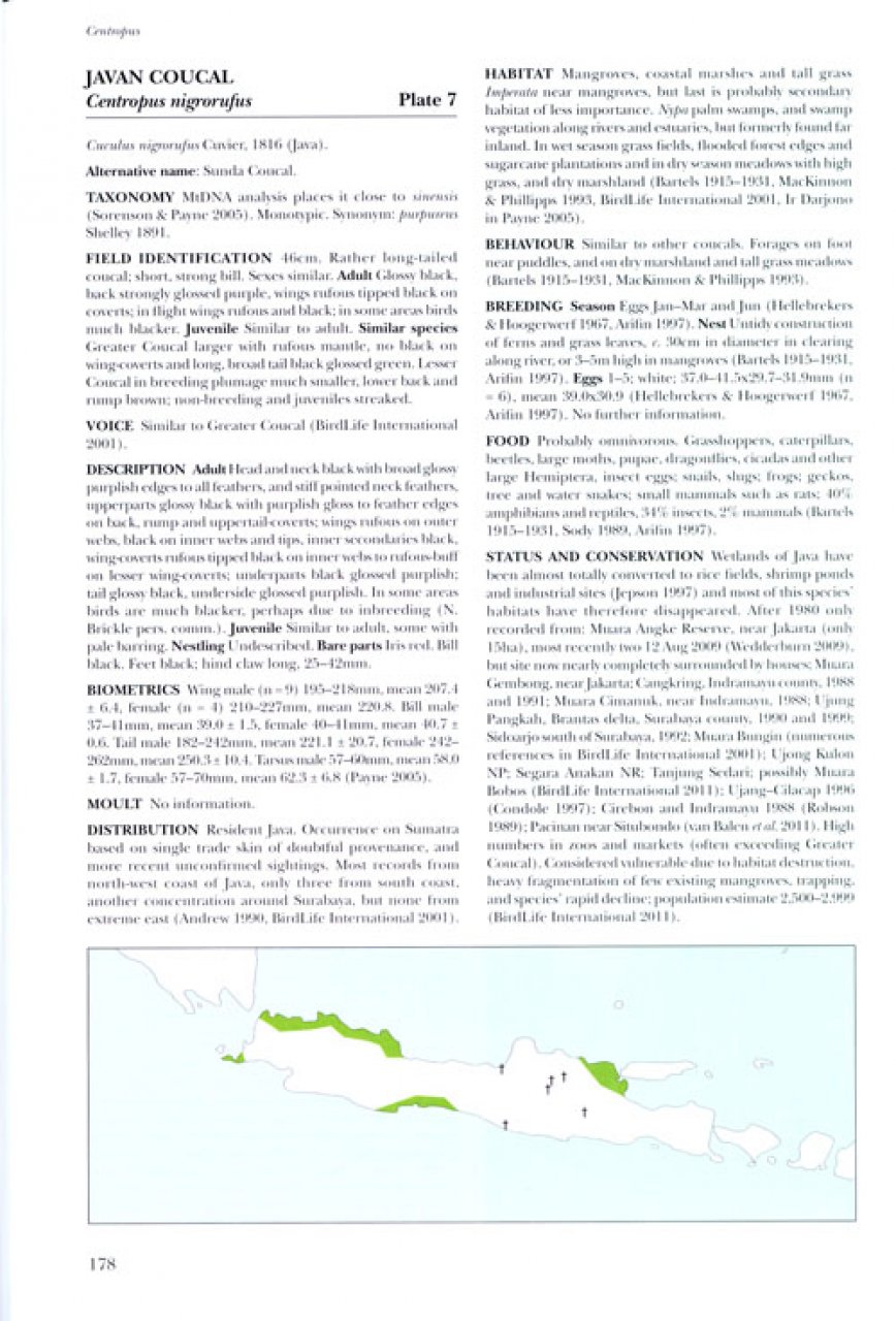 HELM IDENTIFICATION GUIDE. CUCKOOS OF THE WORLD 4