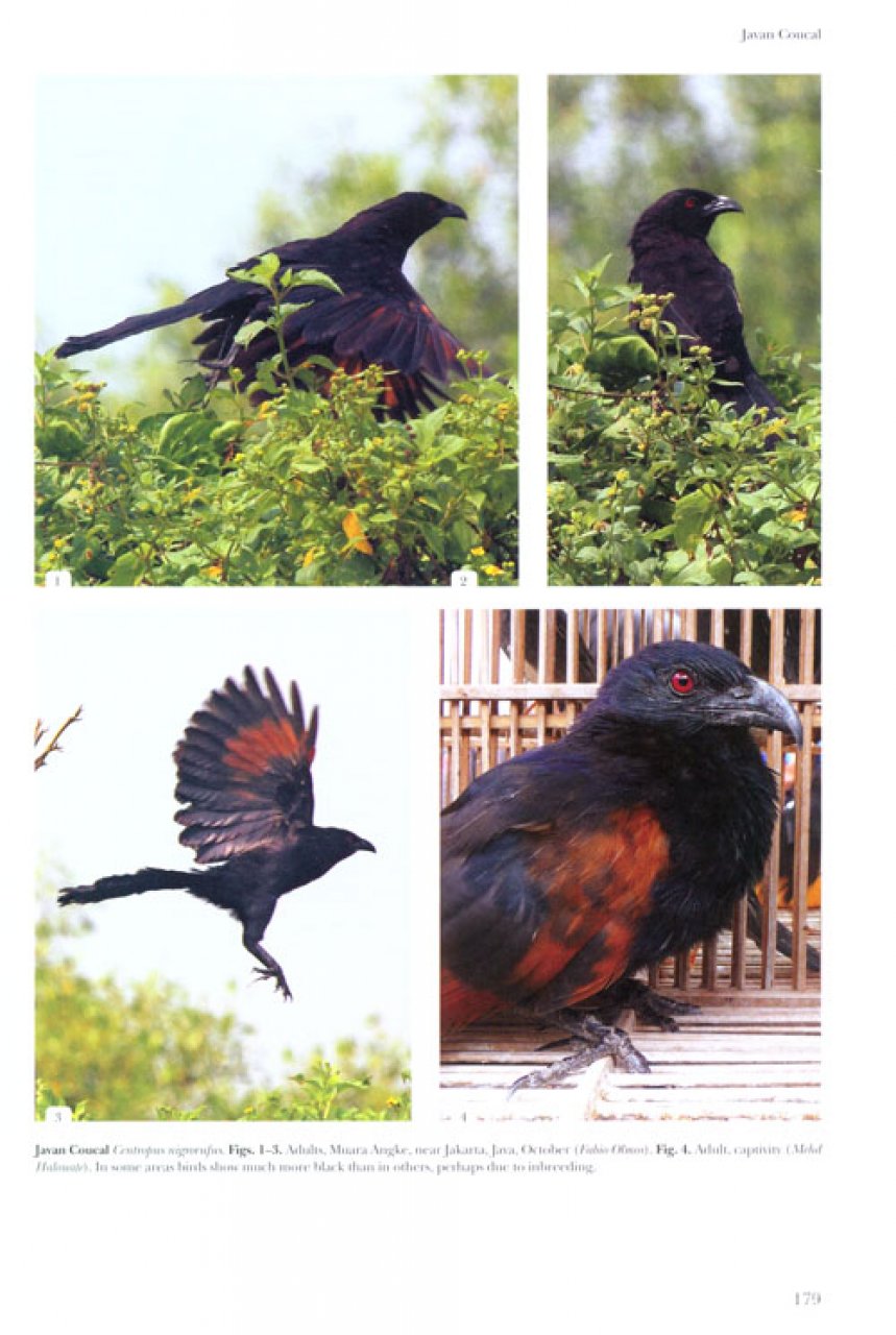 HELM IDENTIFICATION GUIDE. CUCKOOS OF THE WORLD 5