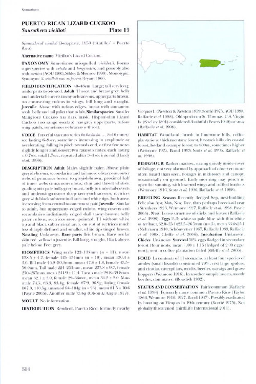 HELM IDENTIFICATION GUIDE. CUCKOOS OF THE WORLD 6