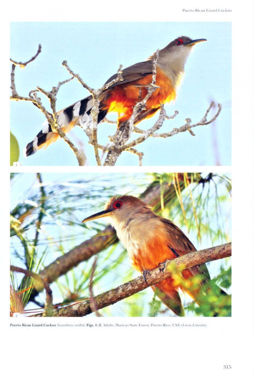 HELM IDENTIFICATION GUIDE. CUCKOOS OF THE WORLD 7