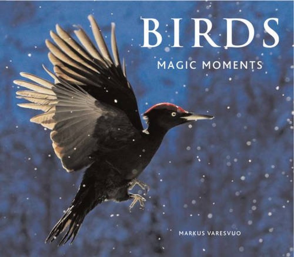 BIRDS. MAGIC MOMENTS 1