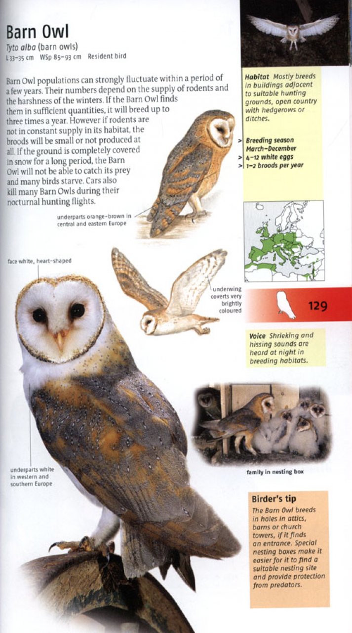 BIRDS OF BRITAIN AND EUROPE 3