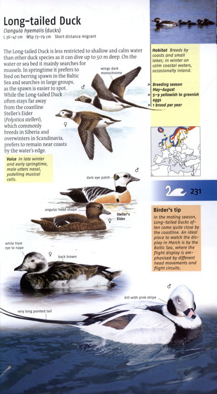 BIRDS OF BRITAIN AND EUROPE 4