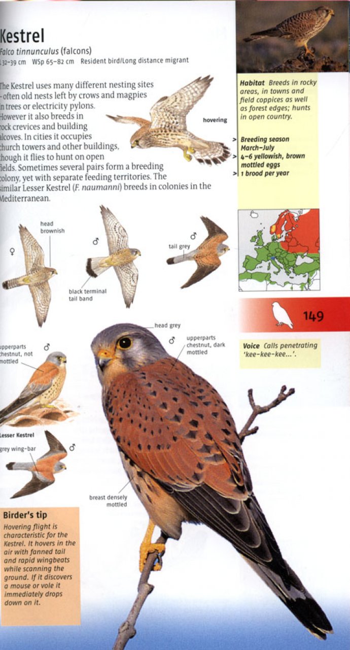 BIRDS OF BRITAIN AND EUROPE 5