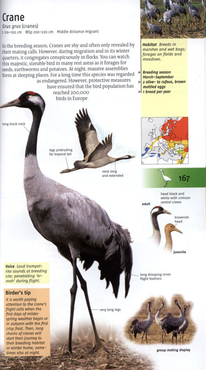 BIRDS OF BRITAIN AND EUROPE 6