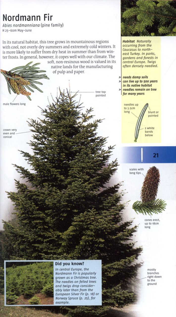 TREES OF BRITAIN AND EUROPE 3