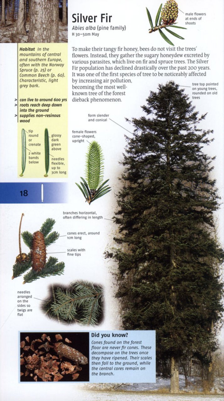 TREES OF BRITAIN AND EUROPE 4