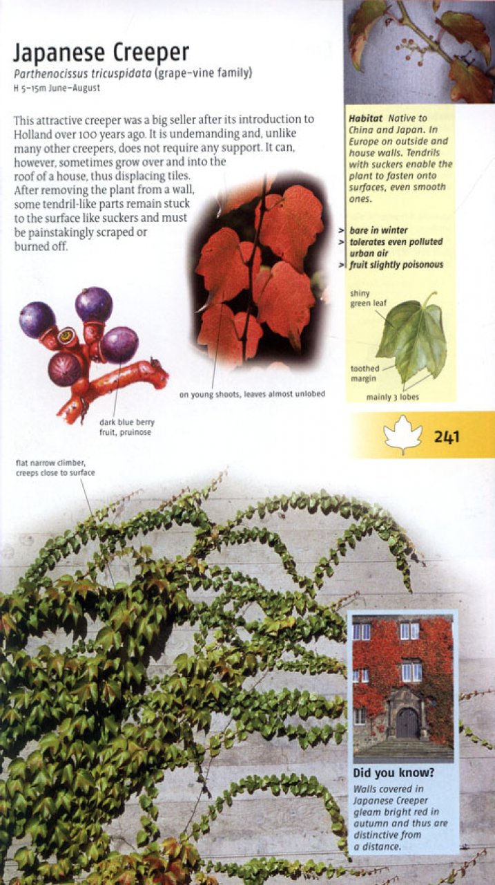 TREES OF BRITAIN AND EUROPE 5