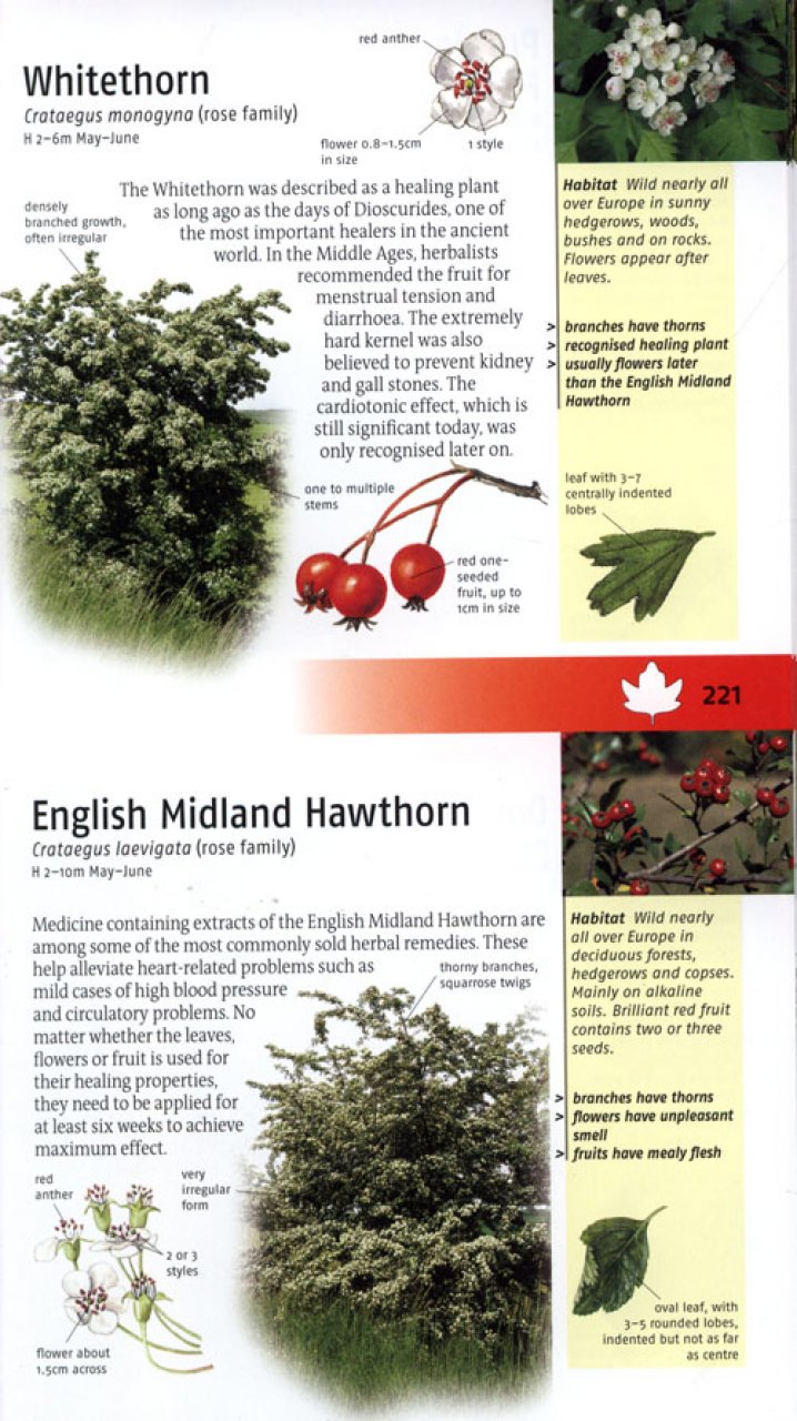 TREES OF BRITAIN AND EUROPE 6