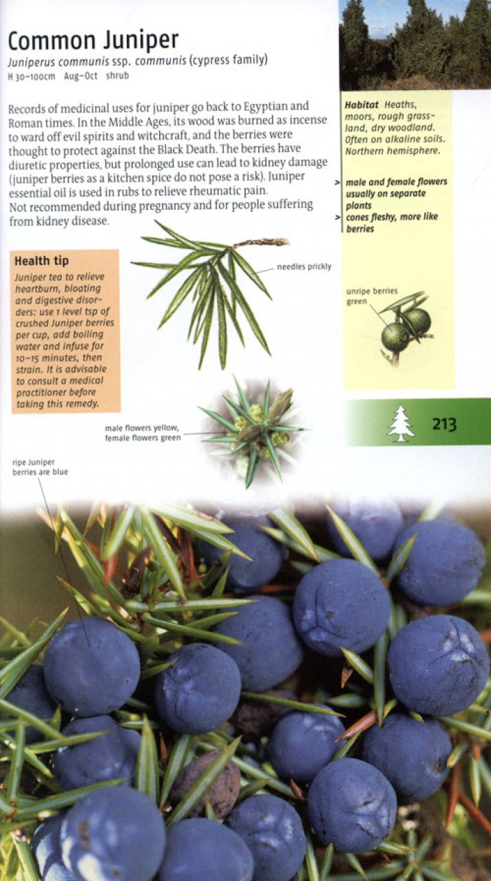 MEDICINAL PLANTS OF BRITAIN AND EUROPE 3