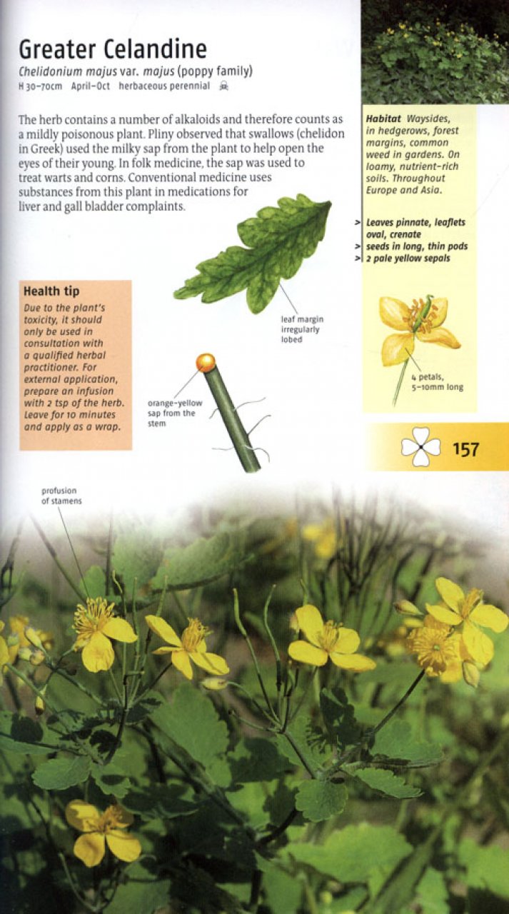 MEDICINAL PLANTS OF BRITAIN AND EUROPE 4