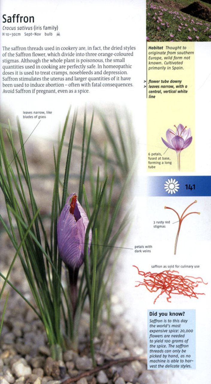 MEDICINAL PLANTS OF BRITAIN AND EUROPE 5