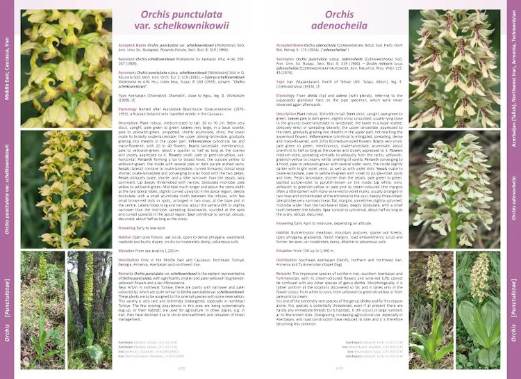 ORCHIDS OF EUROPE, NORTH AFRICA AND THE MIDDLE EAST 4