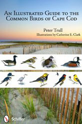 AN ILLUSTRATED GUIDE TO THE COMMON BIRDS OF CAPE COD 1