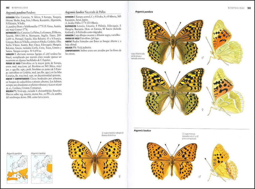 MARIPOSAS DE ESPAÑA Y EUROPA 2