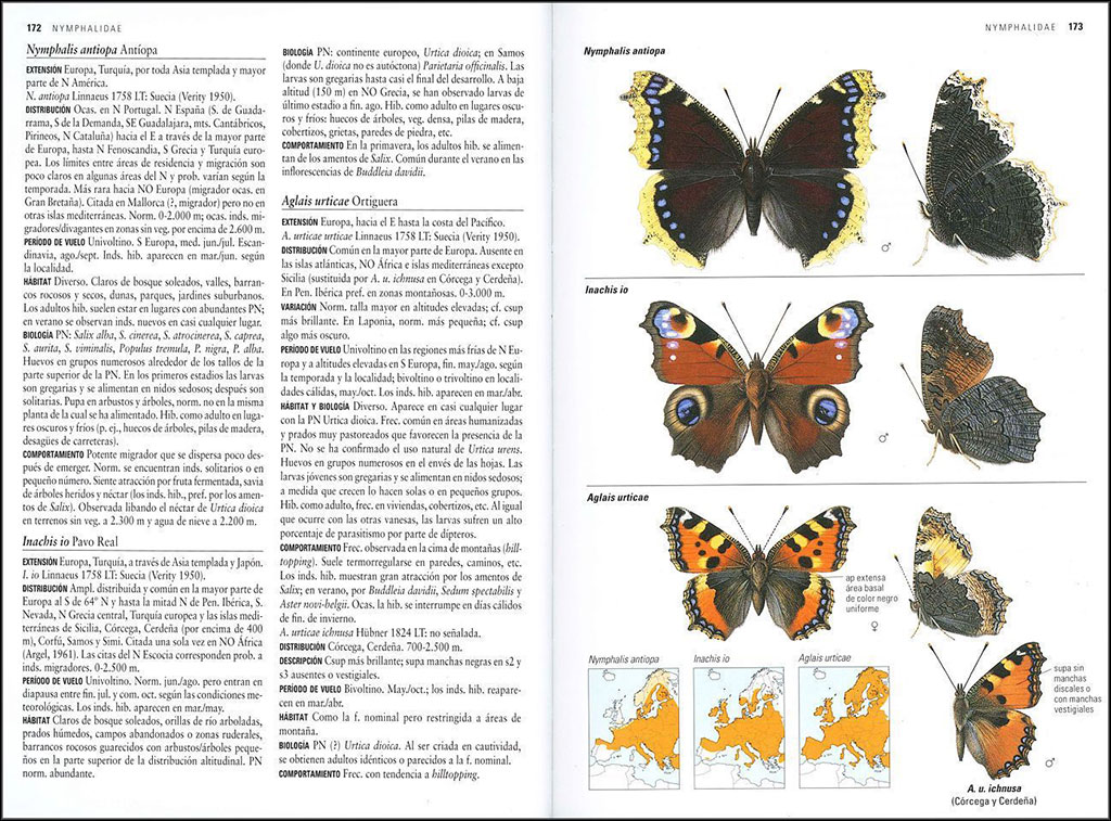 MARIPOSAS DE ESPAÑA Y EUROPA 3