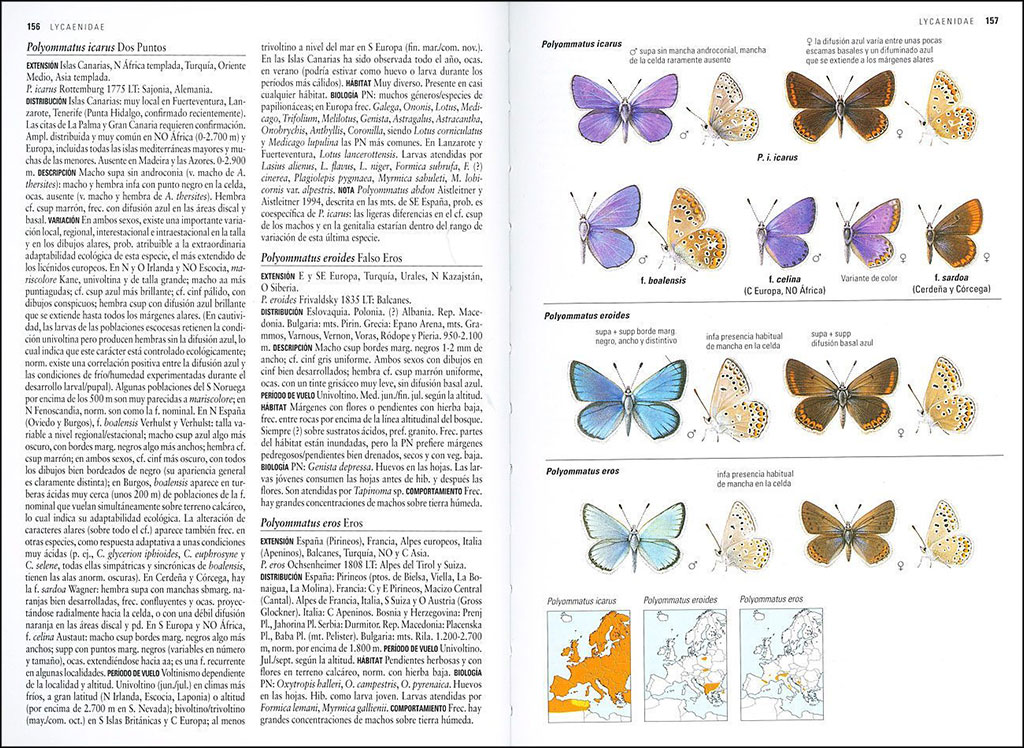 MARIPOSAS DE ESPAÑA Y EUROPA 4