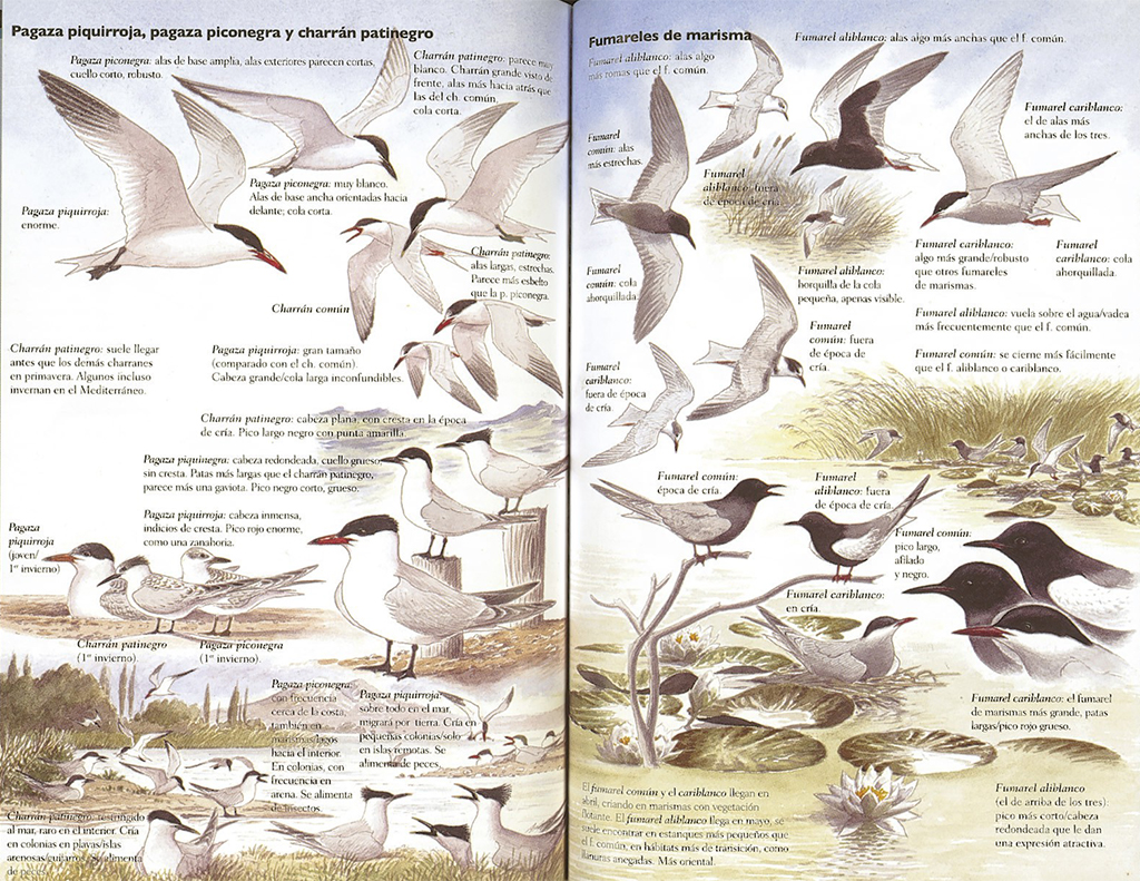 GUÍA PARA IDENTIFICAR AVES POR SU COMPORTAMIENTO 2