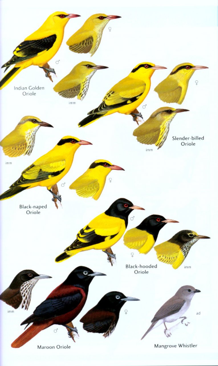 HELM FIELD GUIDES. BIRDS OF THE INDIAN SUBCONTINENT 3