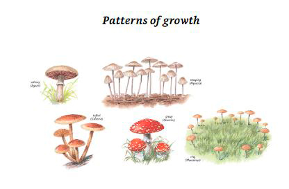 COLLINS FUNGI GUIDE. THE MOST COMPLETE FIELD GUIDE TO THE MUSHROOMS AND TOADSTOOLS OF BRITAIN AND EUROPE 3