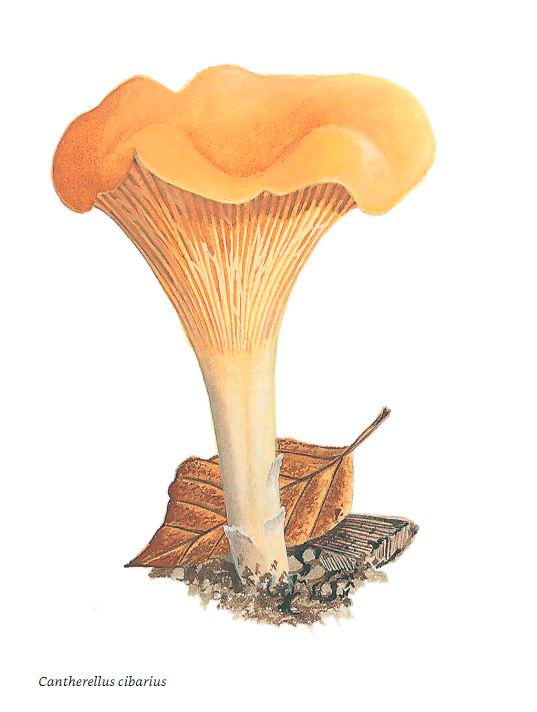 COLLINS FUNGI GUIDE. THE MOST COMPLETE FIELD GUIDE TO THE MUSHROOMS AND TOADSTOOLS OF BRITAIN AND EUROPE 4