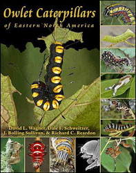 OWLET CATERPILLARS OF EASTERN NORTH AMERICA 1