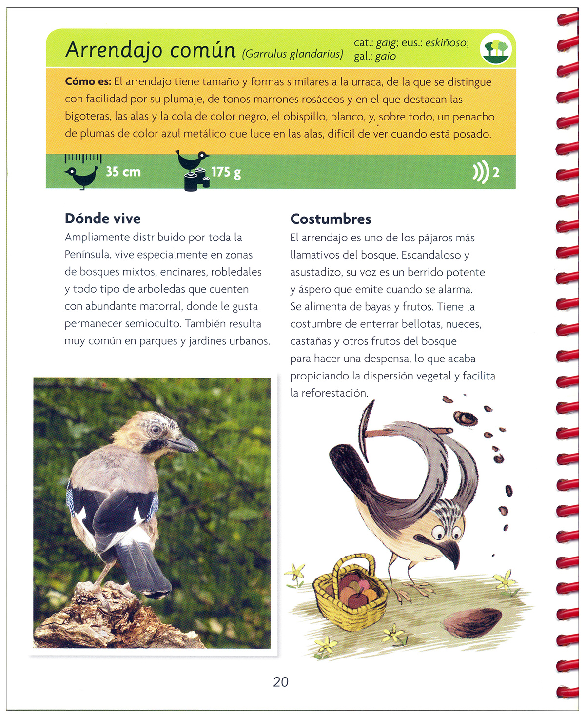 MI PRIMERA GUÍA DE AVES 2