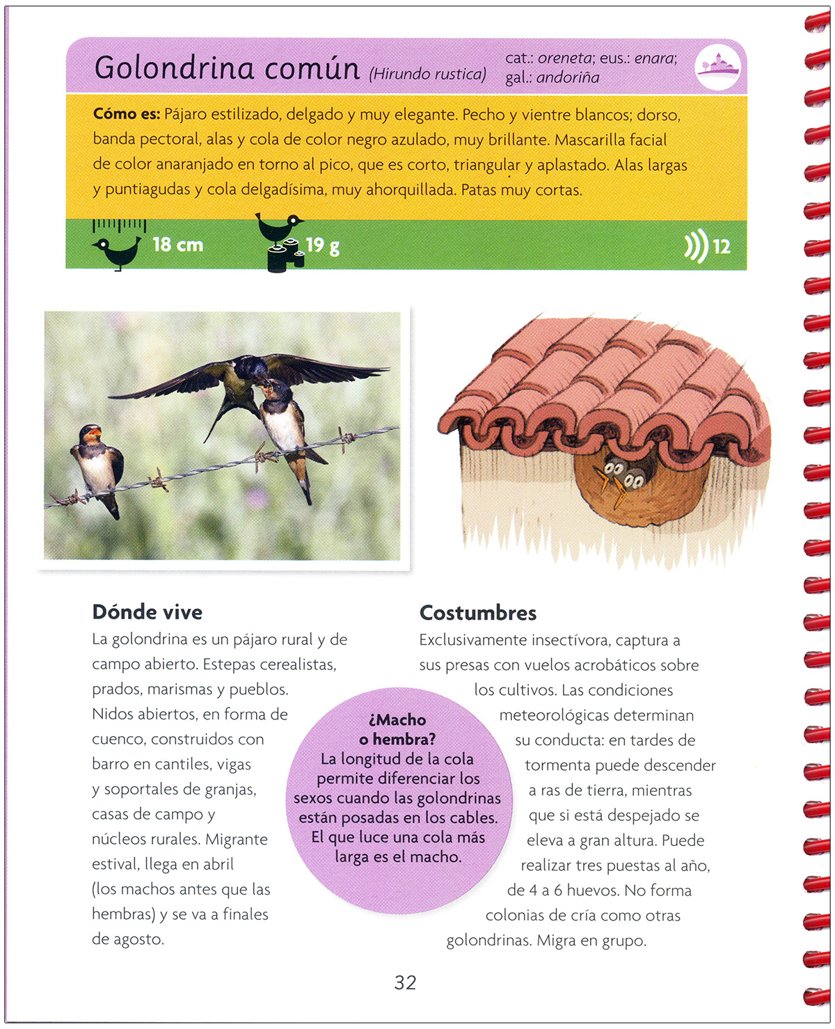 MI PRIMERA GUÍA DE AVES 3