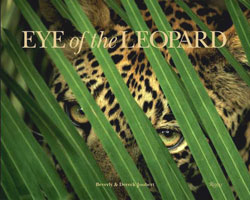 EYE OF THE LEOPARD 1