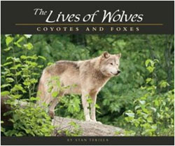 THE LIVES OF WOLVES, COYOTES AND FOXES 1