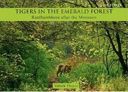 TIGERS IN THE EMERALD FOREST. RANTHAMBORE AFTER THE MONSOON 1