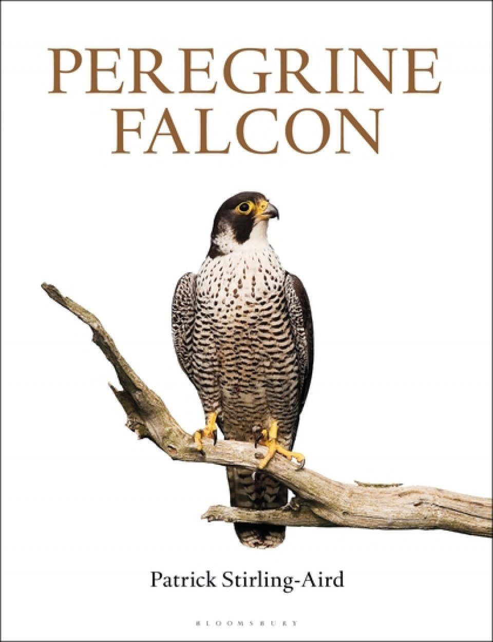 PEREGRINE FALCON