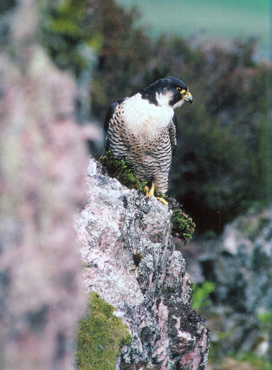 PEREGRINE FALCON 2