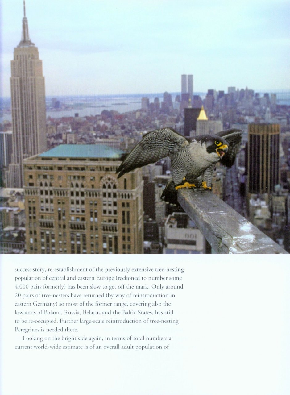 PEREGRINE FALCON 3