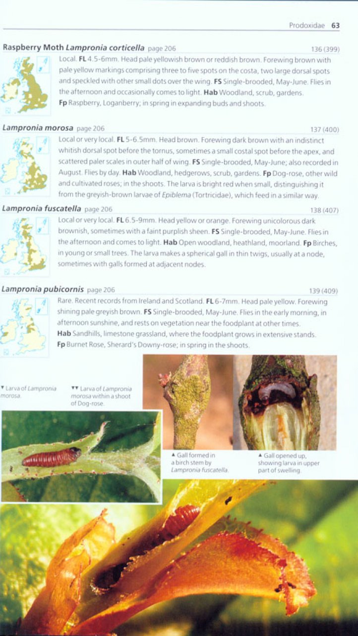 FIELD GUIDE TO THE MICRO-MOTHS OF GREAT BRITAIN AND IRELAND 3