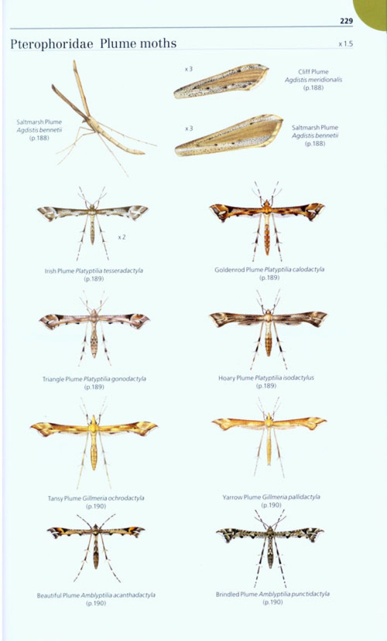 FIELD GUIDE TO THE MICRO-MOTHS OF GREAT BRITAIN AND IRELAND 4