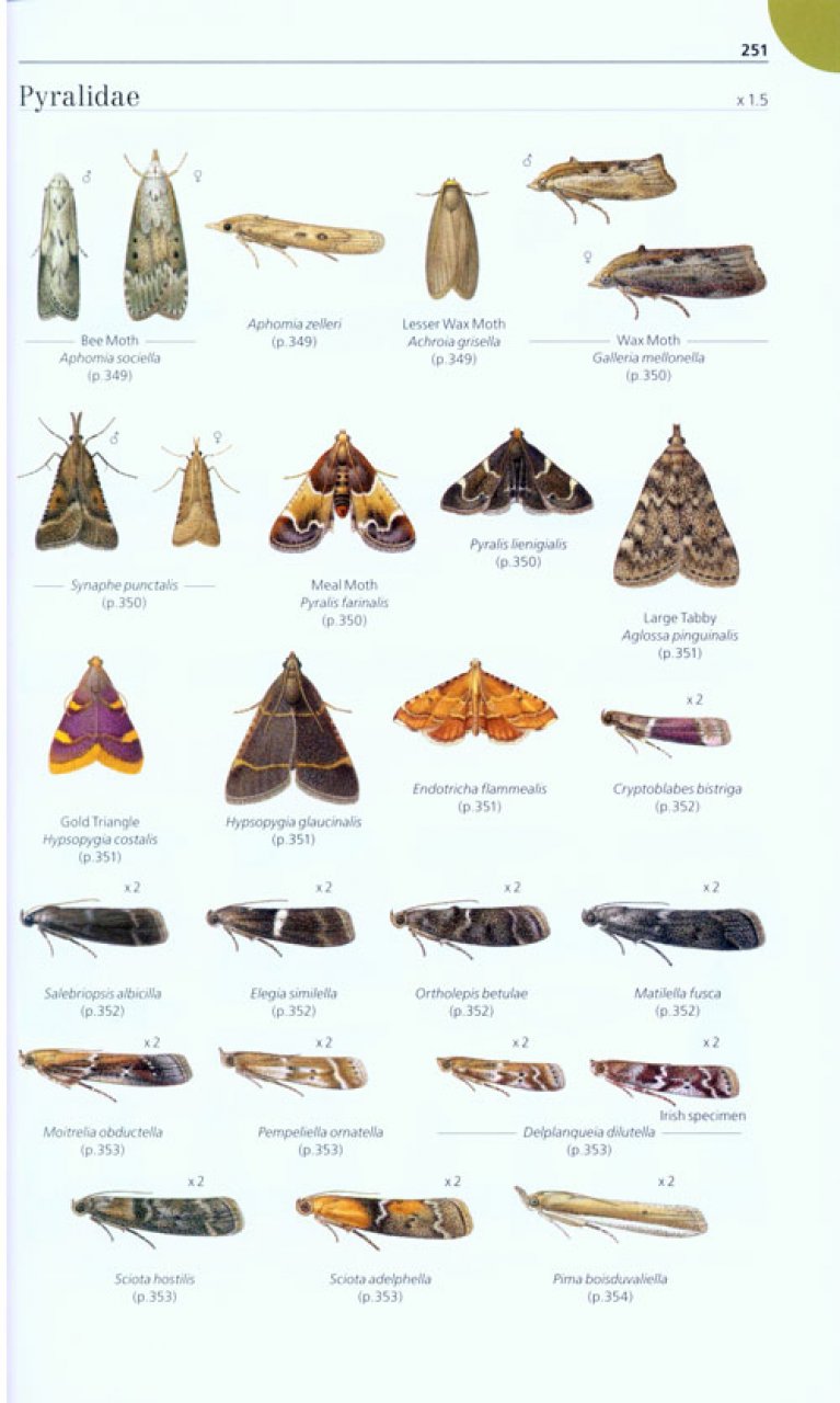 FIELD GUIDE TO THE MICRO-MOTHS OF GREAT BRITAIN AND IRELAND 5