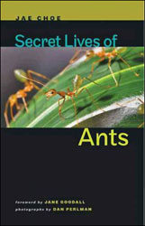 SECRET LIVES OF ANTS 1