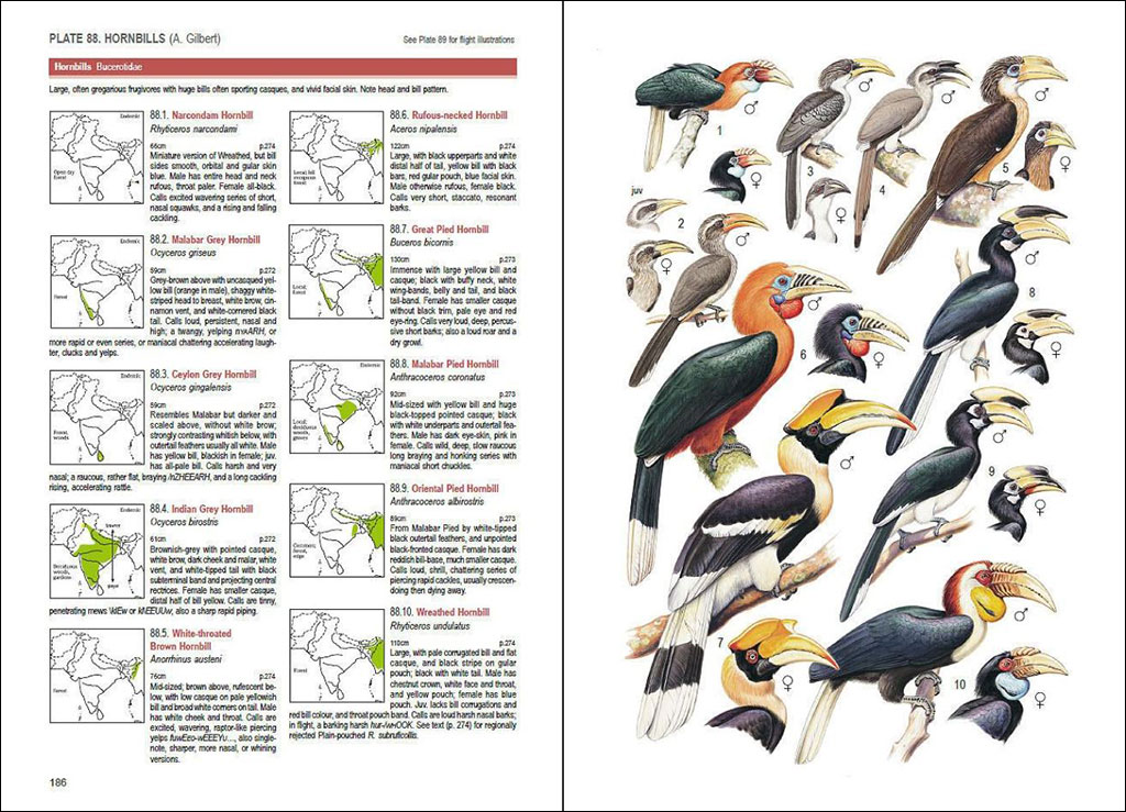 BIRDS OF SOUTH ASIA. THE RIPLEY GUIDE. 2 VOLUME SET 2
