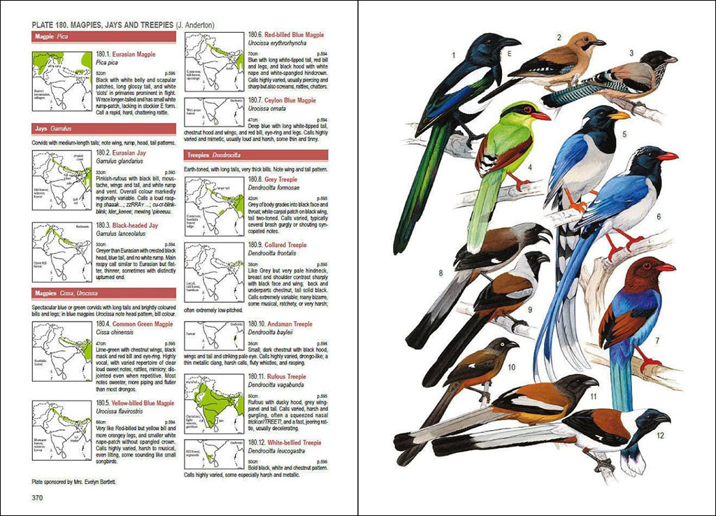 BIRDS OF SOUTH ASIA. THE RIPLEY GUIDE. 2 VOLUME SET 4
