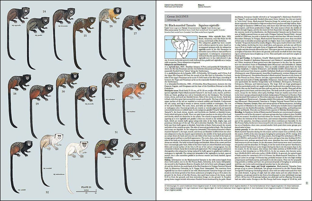 HANDBOOK OF THE MAMMALS OF THE WORLD. VOL. 3 PRIMATES 4