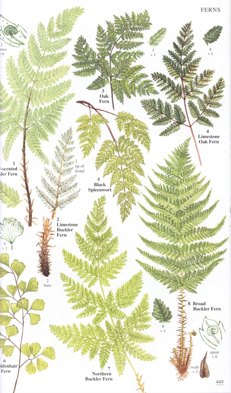 WILD FLOWERS OF BRITAIN AND IRELAND 6